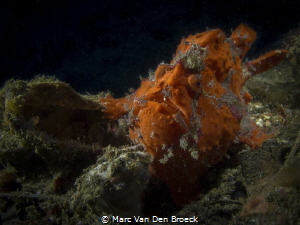 red froggy by Marc Van Den Broeck 
